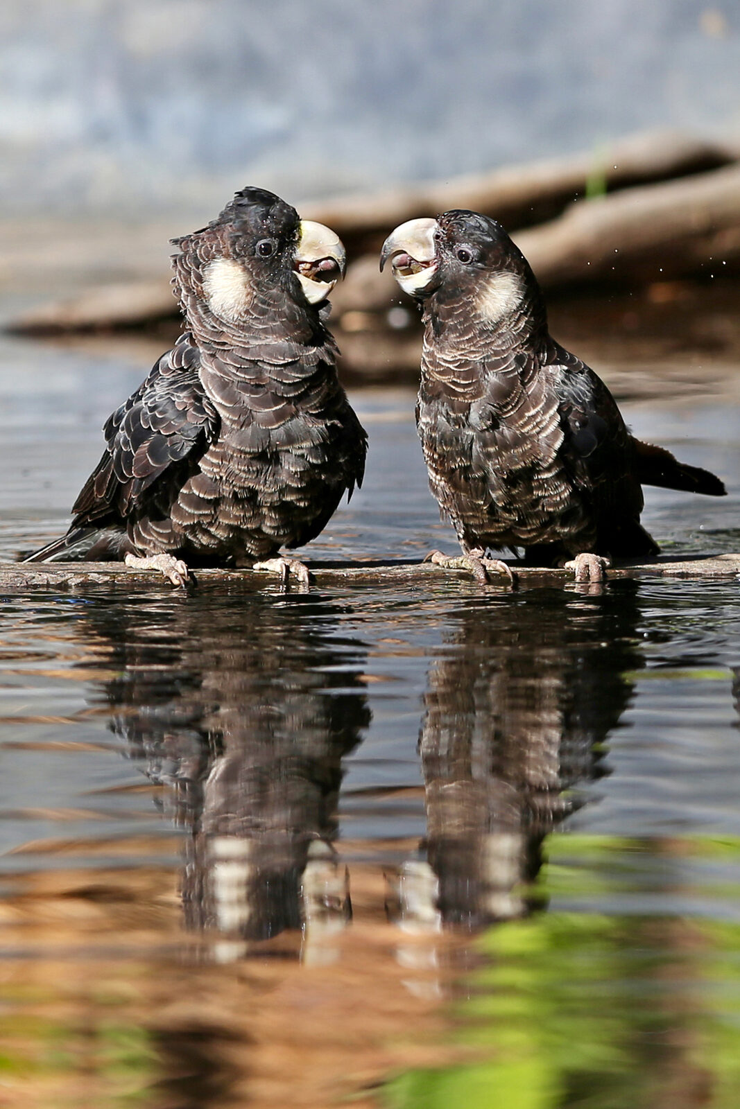 Two black cockatoos drinking at the water's edge