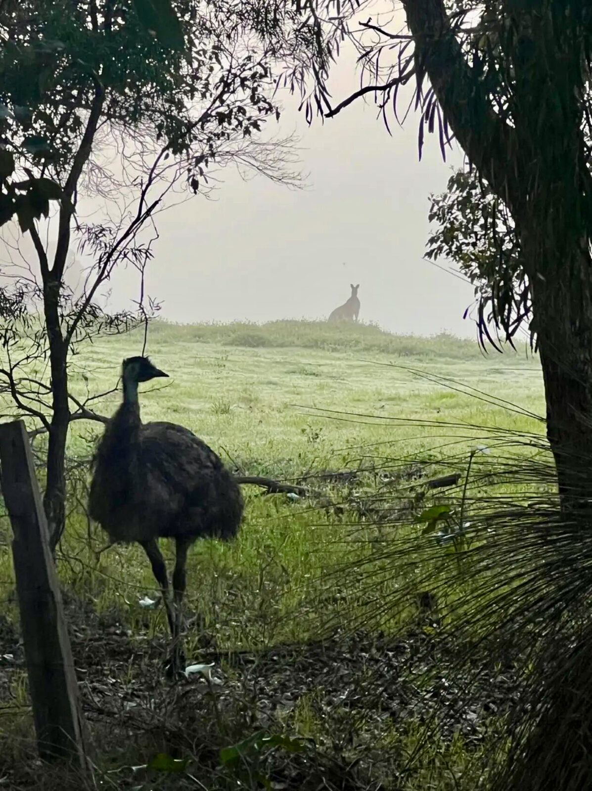 An emu and a kangaroo in morning fog