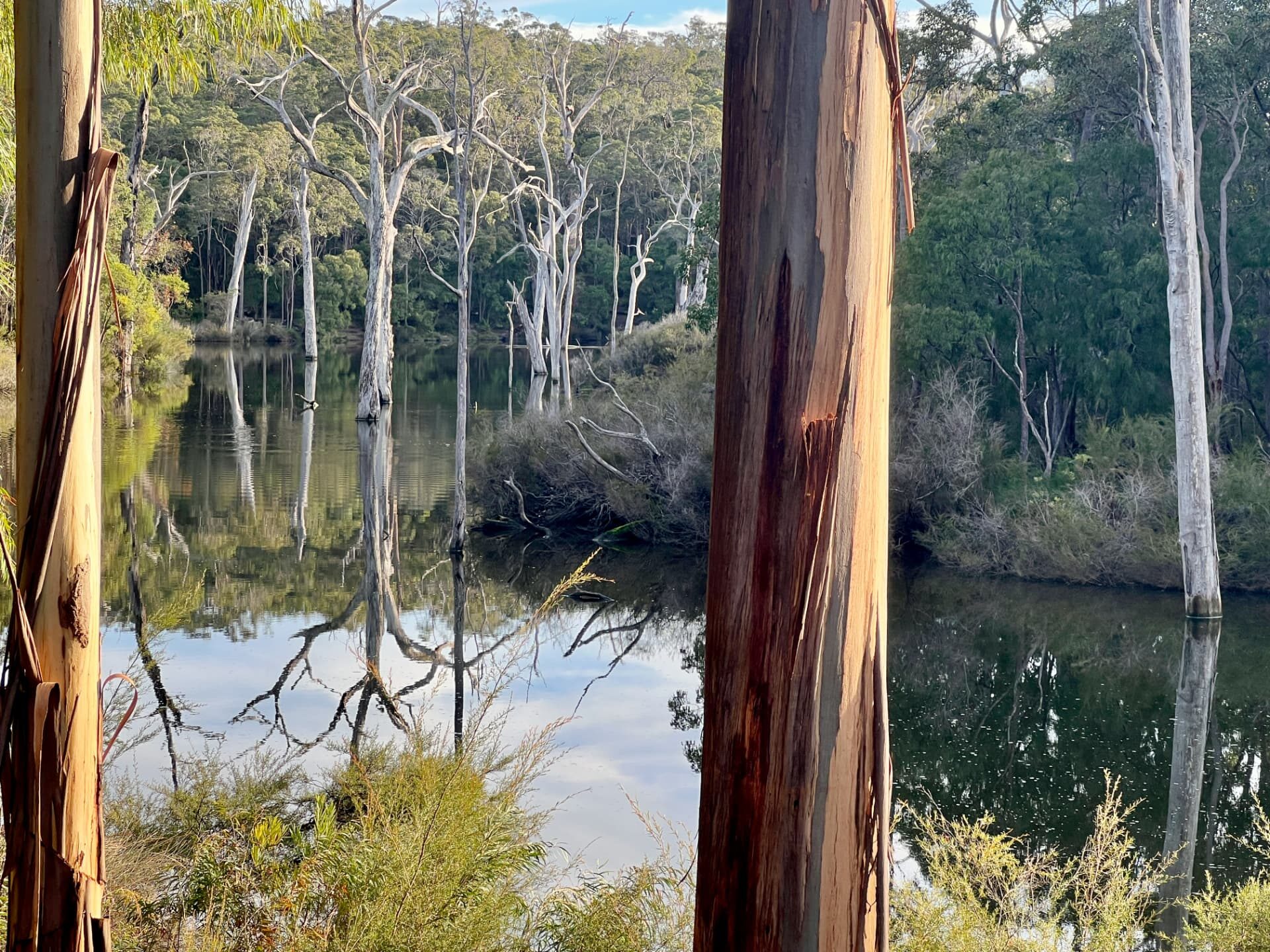 Gum trees beside a still river reflecting the forest